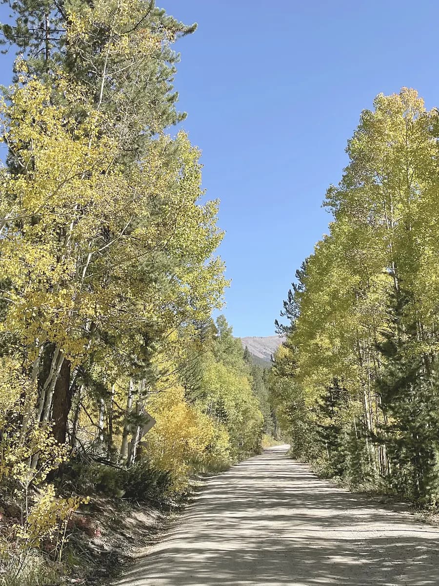 A path through a tunnel of golden aspens
